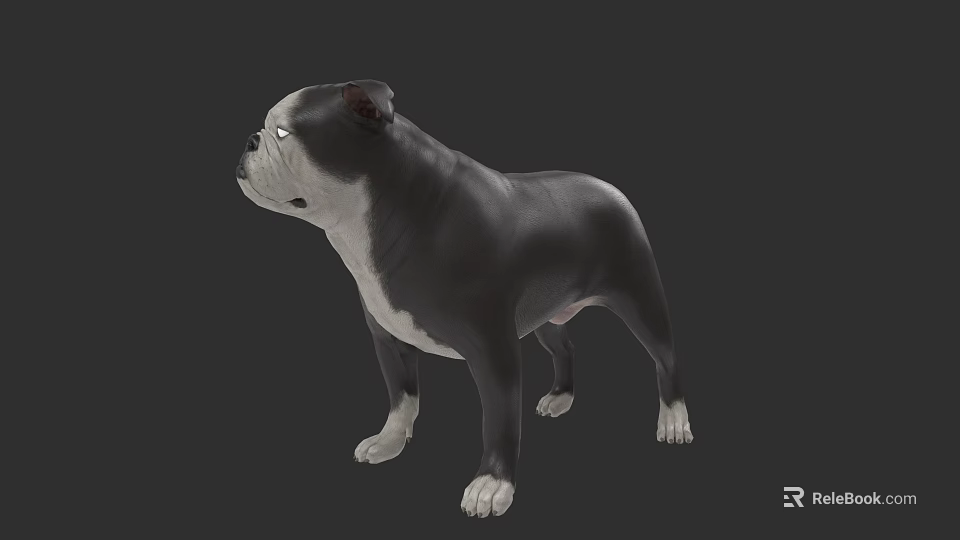Realistic 3D Rendering of Black and White Bulldog in Standing Pose 3d model 