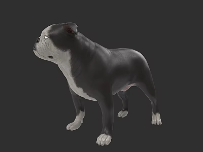 Realistic 3D Rendering of Black and White Bulldog in Standing Pose 3d model
