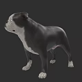Realistic 3D Rendering of Black and White Bulldog in Standing Pose