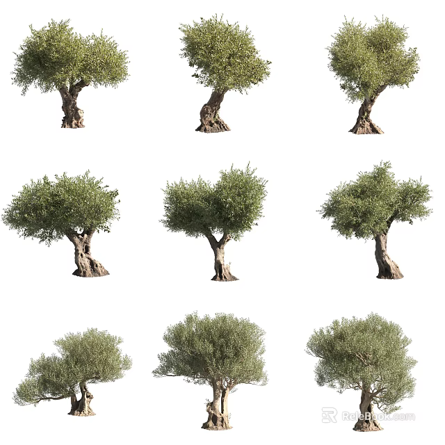 Various Olive Trees Displaying Different Trunk Shapes And Lush Green Foliage 3d model 