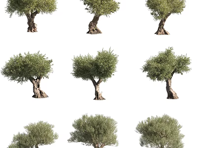 Various Olive Trees Displaying Different Trunk Shapes And Lush Green Foliage 3d model