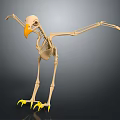 Anatomical Bird Skeleton 3D Model Medical Device for Educational and Research Use 3d model