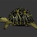 Vibrant Star Patterned Tortoise With Yellow Black Shell And Tongue Out On Gray Background