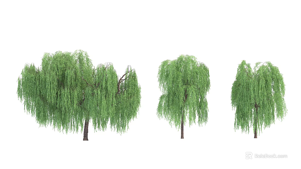 Willow Trees With Long Drooping Branches And Lush Green Foliage In Different Sizes 3d model 