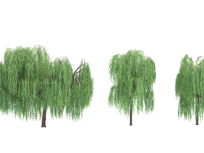 Willow Trees With Long Drooping Branches And Lush Green Foliage In Different Sizes 3d model