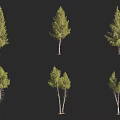 Arbor Trees In Various Growth Forms With Single And Double Trunks And Green Foliage 3d model