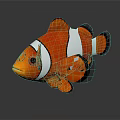 Orange And White Clownfish Aquatic Animal With Black Edged Fins 3D Rendered On Gray Background