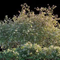 Lush Green Shrub With White Flowers In Garden Landscape Healthy Growth And Natural Outdoor Appeal