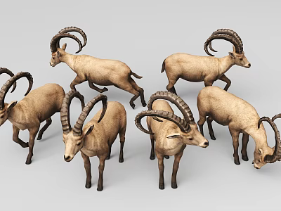 3D Modeled Wild Mountain Goats In A Group With Big Horns 3d model