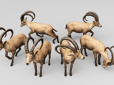3D Modeled Wild Mountain Goats In A Group With Big Horns 3d model 3D Modeled Wild Mountain Goats In A Group With Big Horns 3d model