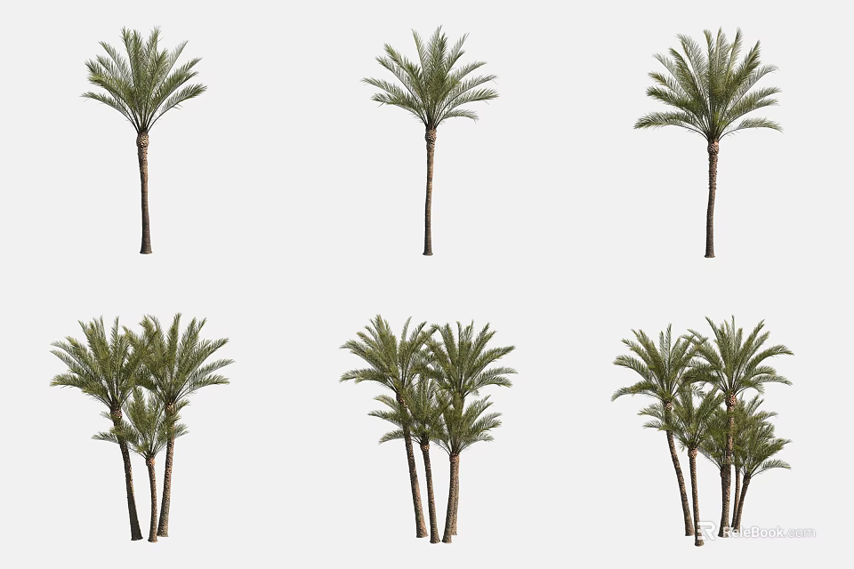 Palm Trees With Different Growth Forms Single And Multiple Stems For Landscaping 3d model