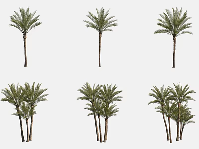 Palm Trees With Different Growth Forms Single And Multiple Stems For Landscaping 3d model