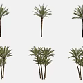 Palm Trees With Different Growth Forms Single And Multiple Stems For Landscaping 3d model