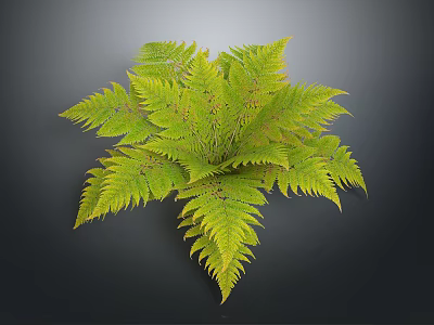 Lush Green Fern Plant With Feathery Hairy Leaves On Dark Background 3d model
