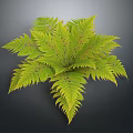 Lush Green Fern Plant With Feathery Hairy Leaves On Dark Background