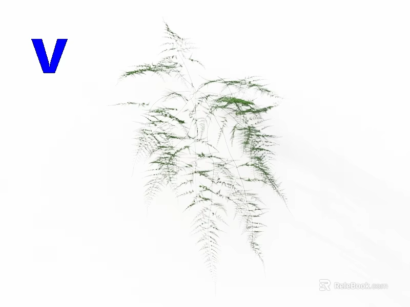 Delicate Green Fern Plant with Feathery Fronds and Slender Leaves on White Background 3d model 