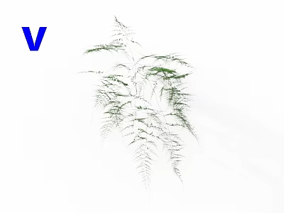 Delicate Green Fern Plant with Feathery Fronds and Slender Leaves on White Background 3d model