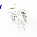 Delicate Green Fern Plant with Feathery Fronds and Slender Leaves on White Background