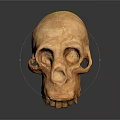 Detailed Ape Skull Sculpture with Realistic Facial Features and Natural Texture