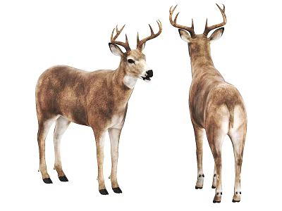 Realistic Two Brown Deer With Antlers Front And Back Views 3d model