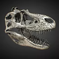 Detailed Anatomical Dinosaur Skull Fossil With Sharp Teeth And Bone Texture