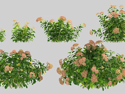 Modern Hydrangea 3d model Modern Hydrangea 3d model