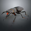 Modern dung beetles 3d model