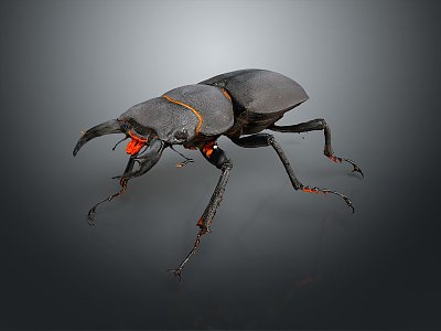 Modern dung beetles 3d model