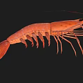Fresh Raw Orange Striped Shrimp with Long Antennae on Black Background