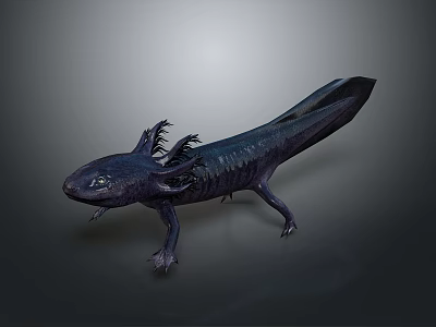 Axolotl Aquatic Creature With External Gills Sleek Body And Flat Tail 3d model