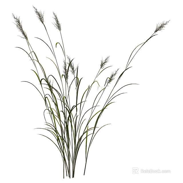 Elegant Ornamental Grass With Long Slender Green Leaves And Spikelets For Decoration 3d model 