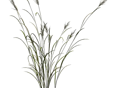 Elegant Ornamental Grass With Long Slender Green Leaves And Spikelets For Decoration 3d model