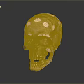 Golden Human Skull Organ Model With Shiny Surface And Detailed Facial Features