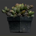 Vibrant Succulent Plant With Fleshy Green Red Edged Leaves In Black Square Pot
