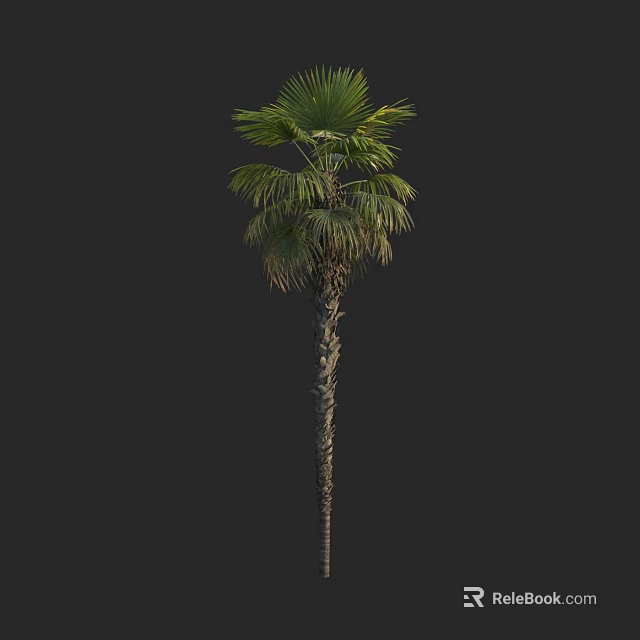 Natural Tropical Palm Tree With Slender Trunk And Lush Green Fronds 3d model 
