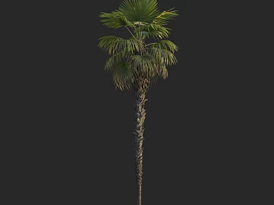 Natural Tropical Palm Tree With Slender Trunk And Lush Green Fronds 3d model