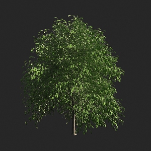 Shrubs 3d model