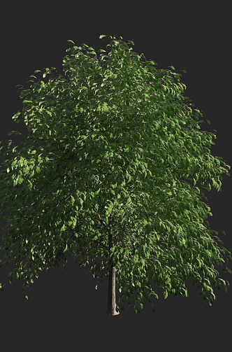 Shrubs 3d model