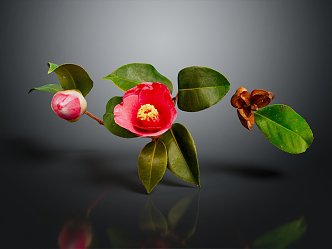 Modern Flower Toona Flower Camellia New Year Plant 3d model