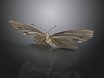 Striped White Butterfly With Open Wings On Dark Reflective Surface 3d model