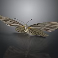 Striped White Butterfly With Open Wings On Dark Reflective Surface 3d model