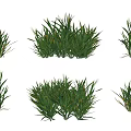 Green Crop Plants In Various Growth Stages With Fresh Leaves And Healthy Stems