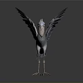Flying Animal Pelican With Blue Spread Wings Standing On Dark Background