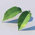 Two green leaves one with yellow spots visible veins on light gray background showing shadows