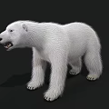 Realistic White Polar Bear Standing On Black Background With Fur Details 3d model