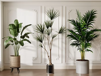 Indoor Potted Plants With Different Leaf Types On Decorative White Wall And Wooden Floor 3d model