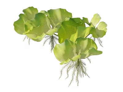 Aquatic Plants with Green Leaves and Long Roots Growing in Water Gardens 3d model