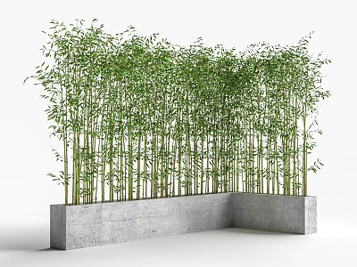 Tall Lush Green Bamboo Stalks Growing in Concrete Planter Rows 3d model