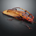 Brown And Orange Beetle With Long Antennae On Dark Background 3d model