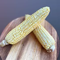 Fresh Two Sweet Corn Cobs Placed On Round Wooden Cutting Board